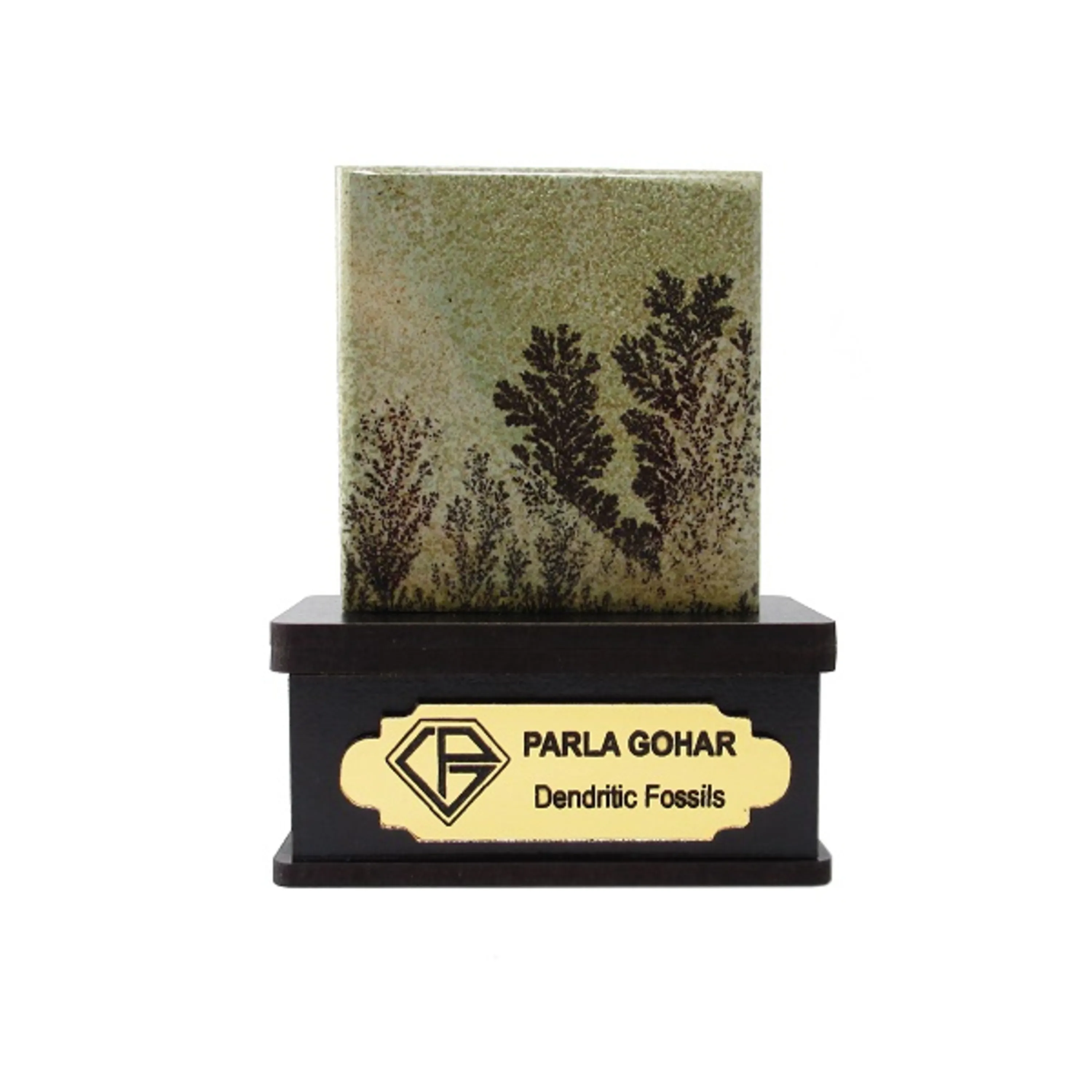  شجر فسیلی 2200